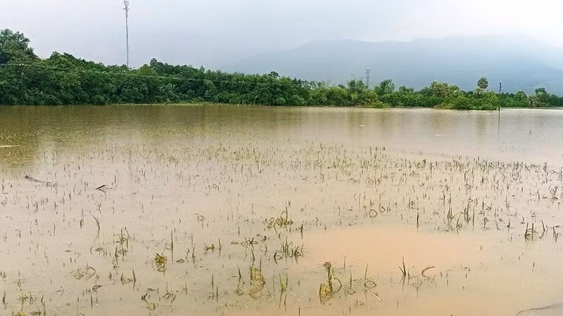 Diện tích lúa ở huyện Nông Cống bị ngập.