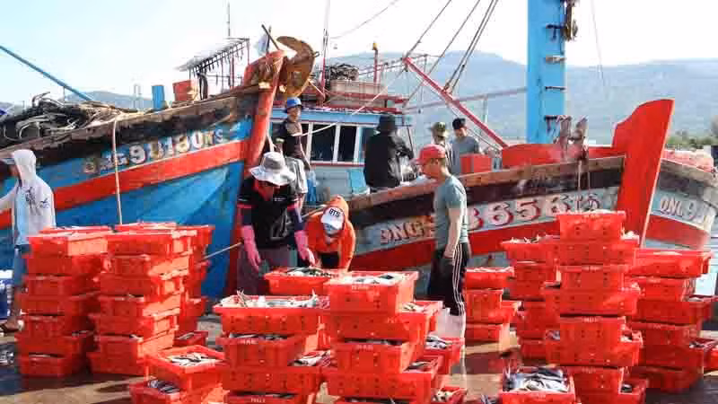 Bốc dỡ hải sản tại cảng cá Thọ Quang.