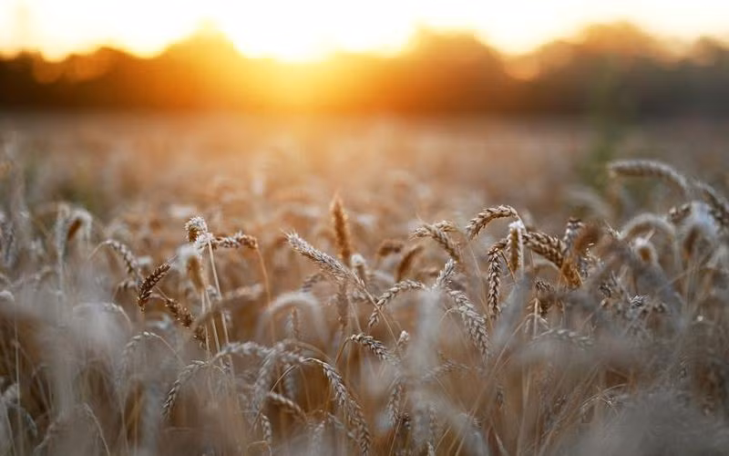 Ảnh minh họa. (Nguồn: Reuters)