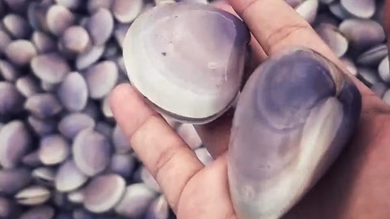 Đây là loại ngao giấy, có kích thước to hơn ngao nuôi trồng.