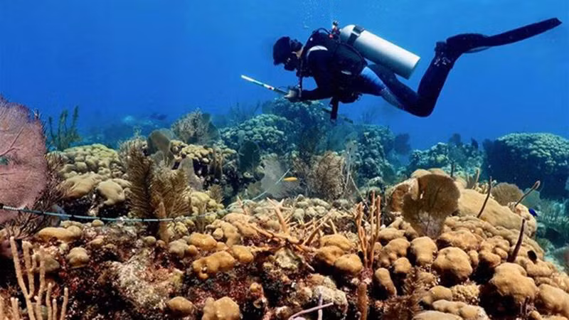 Ảnh minh họa. (Nguồn: EFE/TTXVN)