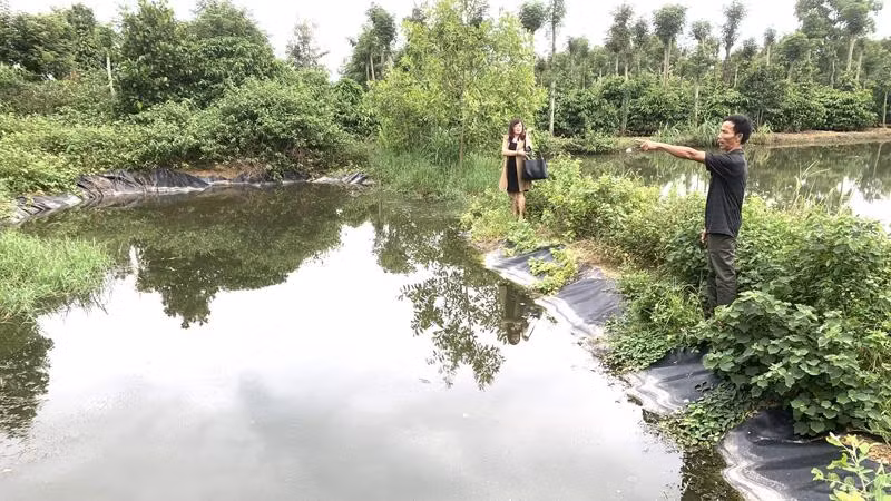 Một hồ chứa nước thải từ trang trại chăn nuôi heo nái quy mô lớn của ông Huỳnh Tấn Khánh ở xã Ea Uy.