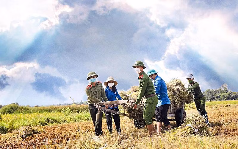 Đoàn viên, thanh niên công an hỗ trợ nông nhân thu hoạch lúa trước mùa bão.