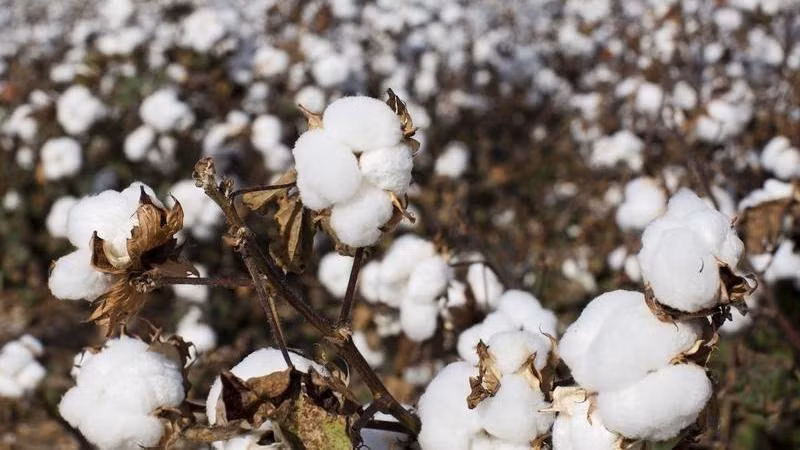 Ảnh minh họa. (Nguồn: Reuters)