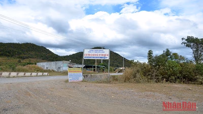 Đường vào Dự án Trồng cây ngắn ngày và chăn nuôi bò sữa, bò thịt công nghệ cao của Công ty cổ phần sữa Thông Thuận tại thôn Láng Xéo, xã Sông Bình, huyện Bắc Bình (Bình Thuận).