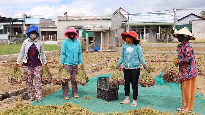 Nông dân trồng hành tím xã Nhơn Hải, huyện Ninh Hải, tỉnh Ninh Thuận phấn khởi vì đạt năng suất cao và được giá.