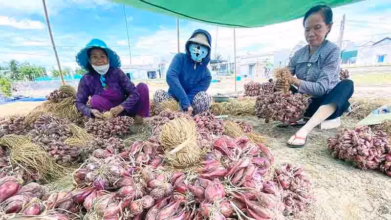 Thu hoạch hành tím tạo thêm việc làm, thu nhập cho nhiều lao động ở địa phương.