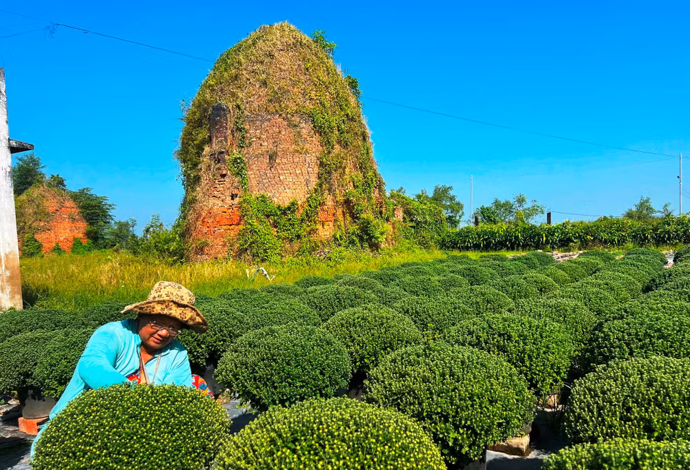 Người dân ấp Lân Tây (xã Phú Sơn) chăm sóc hoa cúc mâm xôi cung ứng cho thị trường Tết.