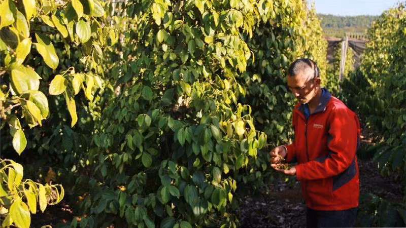 Hồ tiêu hữu cơ nhiều cơ hội chinh phục thị trường EU.