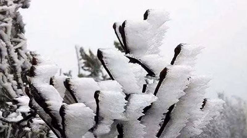 Trong đợt không khí lạnh này, vùng núi cao Bắc Bộ có khả năng xảy ra mưa tuyết và băng giá. (Ảnh minh họa)