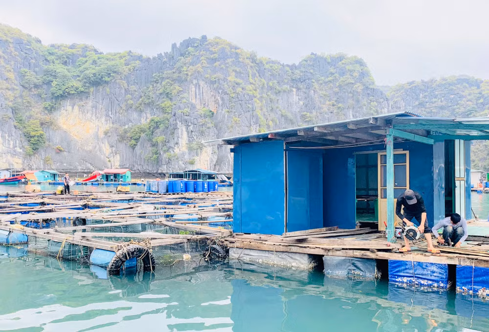 Các lồng bè nuôi trồng thủy sản kiểu cũ trên biển Cát Bà.