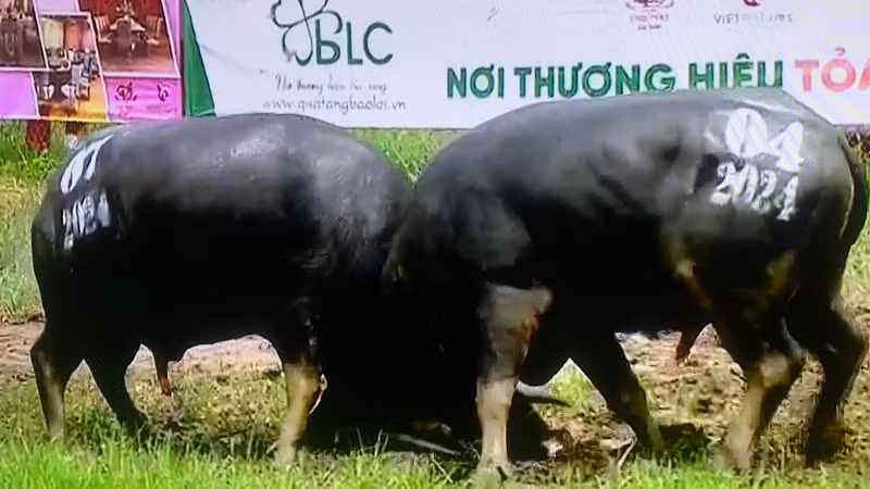 Trận đấu chung kết trong Lễ hội chọi trâu truyền thống Đồ Sơn 2024.