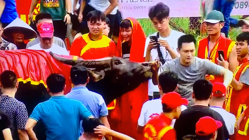 Niềm vui của chủ trâu khi trâu giành chiến thắng.