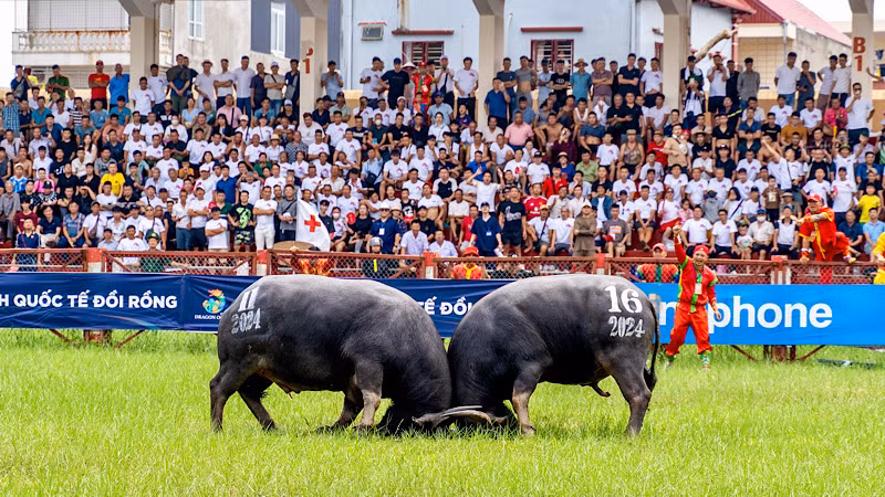 Đông đảo người dân và du khách tham dự, cổ vũ cho Lễ hội chọi trâu truyền thống Đồ Sơn năm 2024.