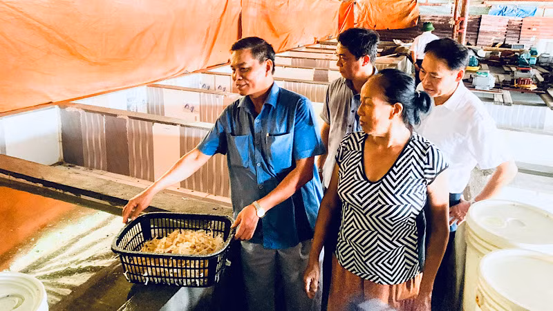 Kiểm tra cơ sở sản xuất sứa tại các khu đất các hộ dân tự ý sử dụng.