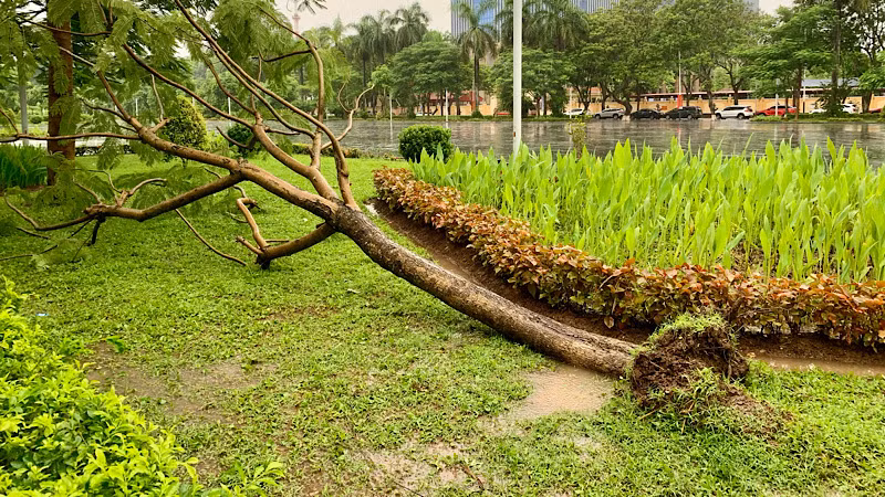 Cây xanh ngã đổ do bão số 2 trong Công viên Tố Hữu (Hải Phòng).