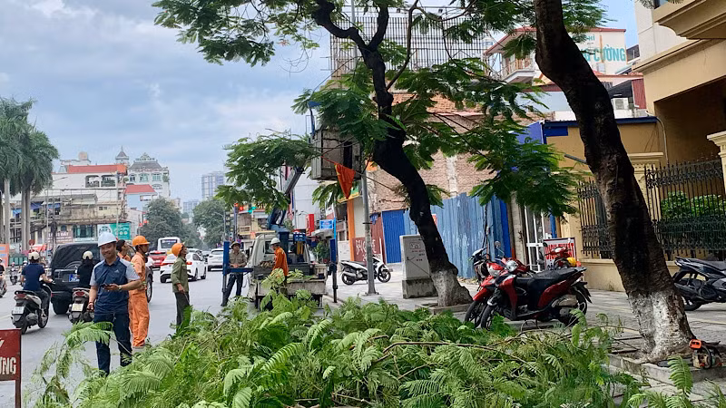 Cắt tỉa cây xanh phòng, chống bão số 3 trên đường Lạch Tray (Hải Phòng). Cắt tỉa cây xanh phòng, chống bão số 3 trên đường Lạch Tray (Hải Phòng).