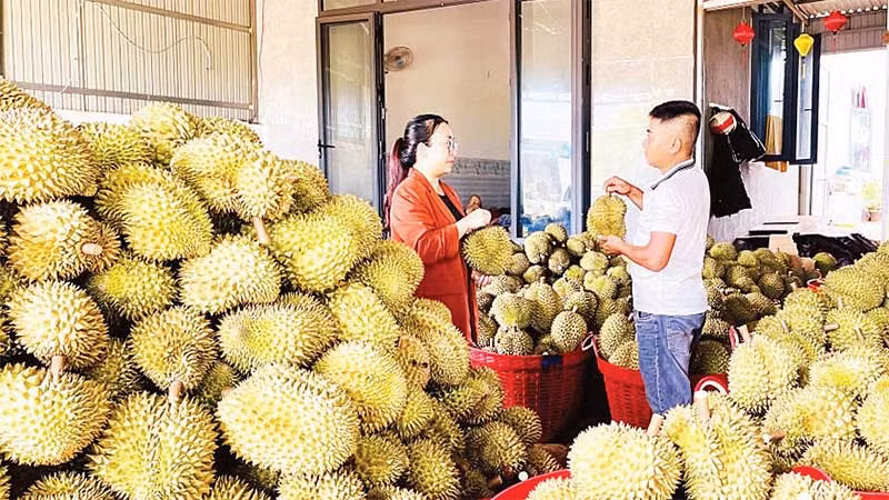 Thương lái chọn mua sầu riêng trồng theo tiêu chuẩn VietGAP để xuất khẩu.