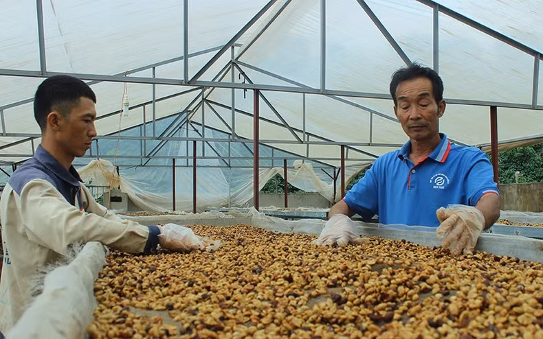 Sản phẩm cà-phê hữu cơ Heli thay thế cà-phê chồn của Hợp tác xã Bích Thao Sơn La (Ảnh minh hoạ)