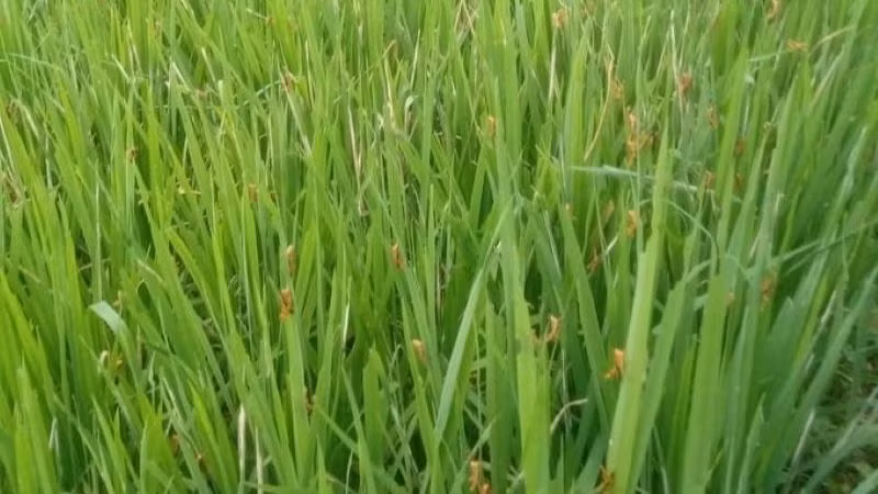 Lên phương án phòng chống dịch châu chấu tre lưng vàng 