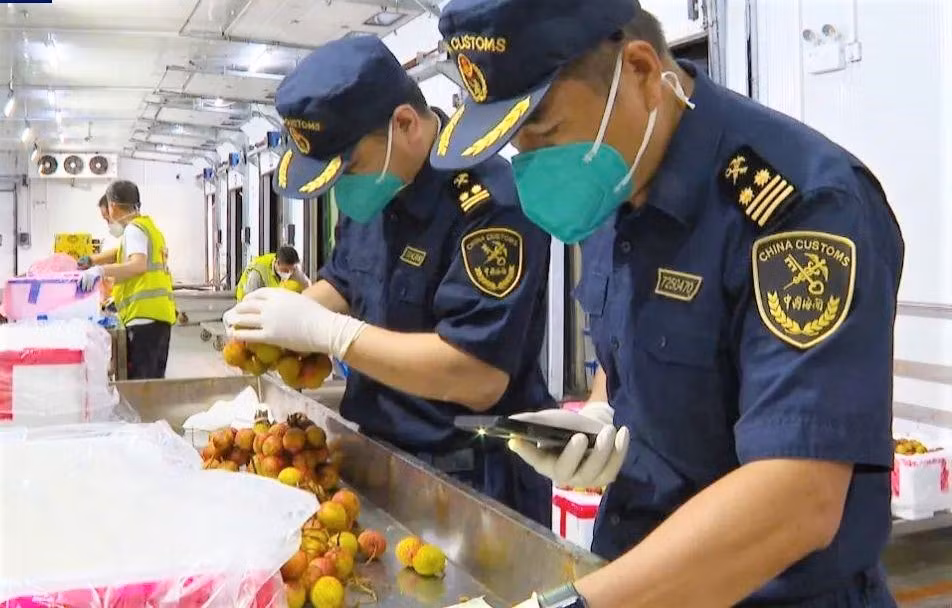 Hải quan Trung Quốc kiểm tra các lô hàng vải thiều Việt Nam. (Ảnh: CCTV)