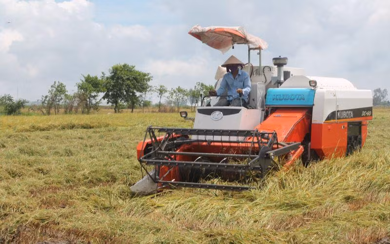 Nông dân Cần Thơ thu hoạch lúa bằng máy gặt đập liên hợp. 