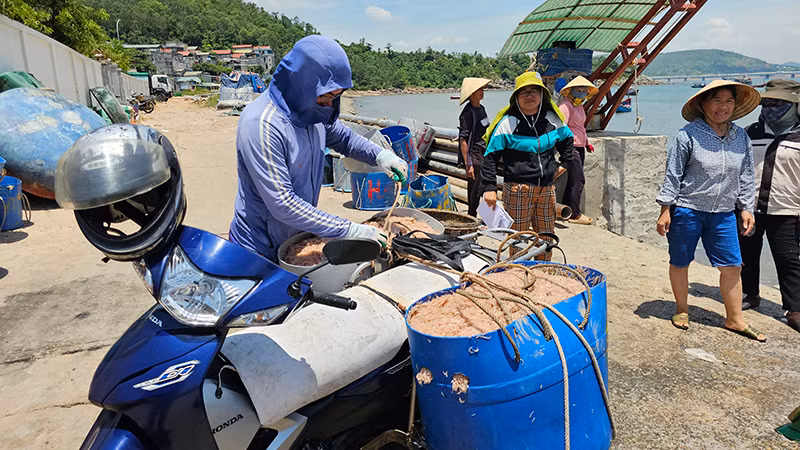 Người dân Thanh Hóa vận chuyển hải sản.