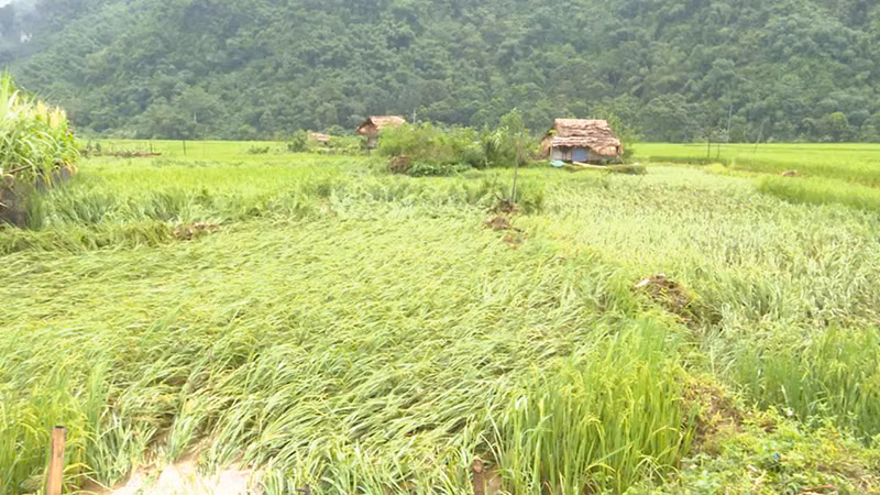 Lúa ở vùng thượng du Thanh Hóa bị mưa lũ cuốn đổ.