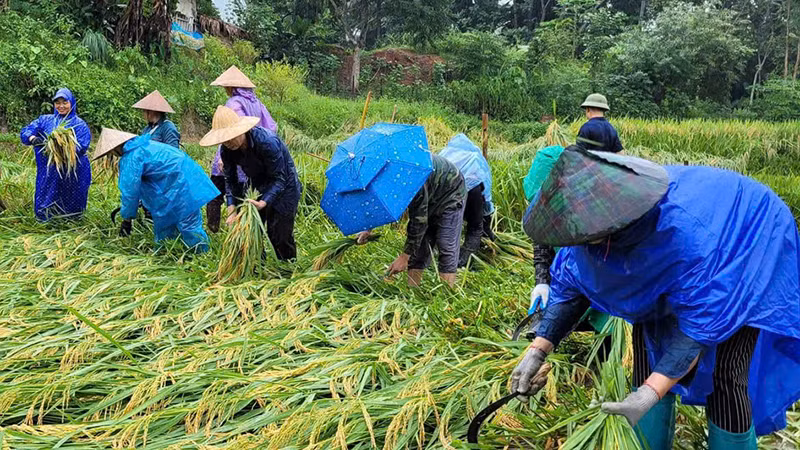 Tuổi trẻ huyện Quan Sơn gặt lúa giúp dân.