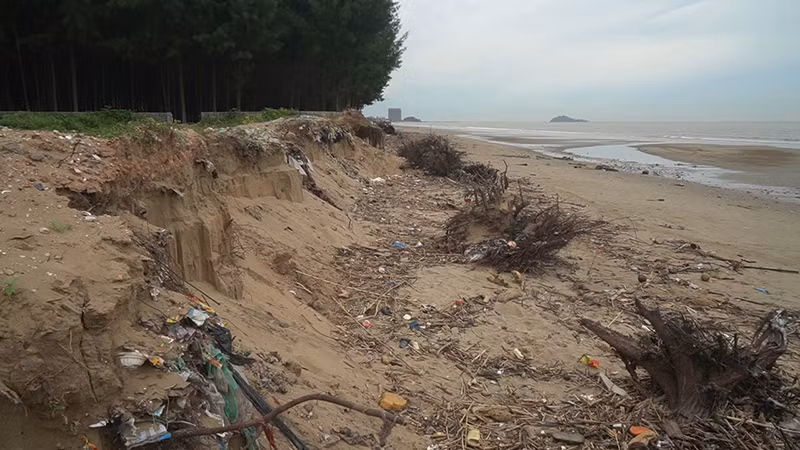 Sạt lở bờ biển ở xã Hoằng Trường, huyện Hoằng Hóa.