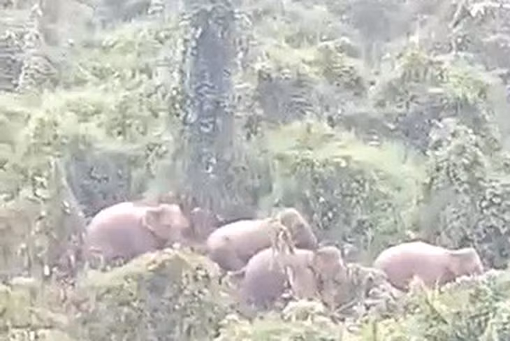 Cá thể voi xuất hiện ở Khu bảo tồn loài và sinh cảnh voi Quảng Nam.