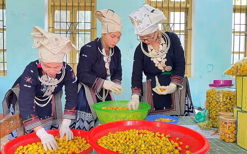 Chế biến trà hoa vàng tại Hợp tác xã nông lâm Nghĩa Tá, huyện Chợ Đồn, Bắc Kạn. (Ảnh KHÁNH LY)