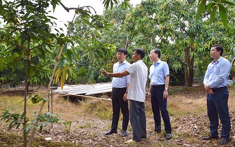 Lãnh đạo tỉnh Đồng Tháp tham quan, làm việc tại một vườn xoài ở thành phố Cao Lãnh, tỉnh Đồng Tháp.