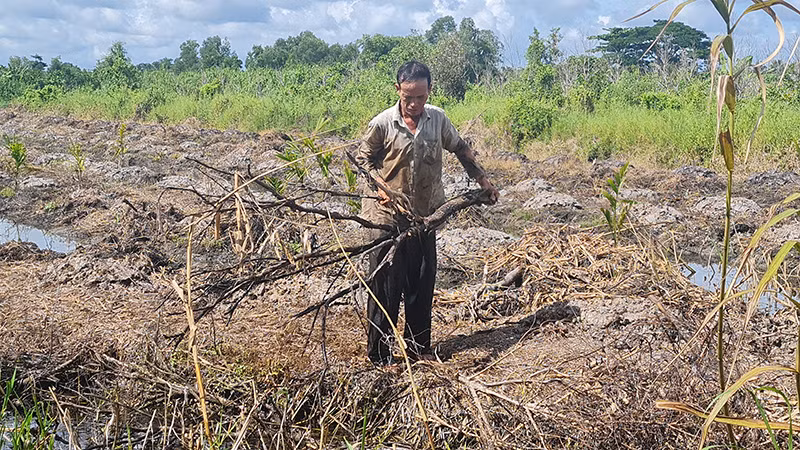 Ông Nguyễn Văn Học đã đốn bỏ vườn cam sành bị chết.