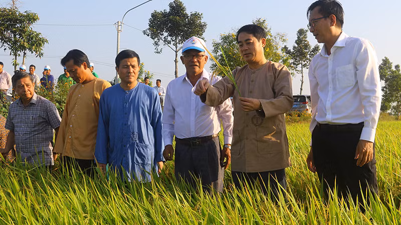 Bí thư Tỉnh ủy Hậu Giang Nghiêm Xuân Thành (người thứ 2 từ phải qua) thăm đồng đầu năm 