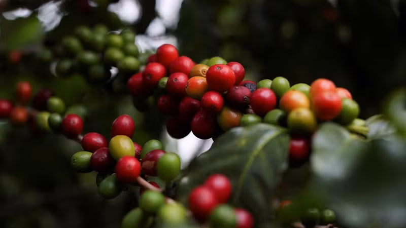 Ảnh minh họa. (Nguồn: Reuters)