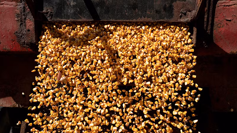 Ảnh minh họa. (Nguồn: Reuters)