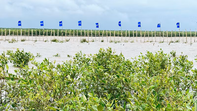 Sau năm đầu tiên khoanh nuôi, cánh rừng đã có hơn 71.000 cây mới được tái sinh.