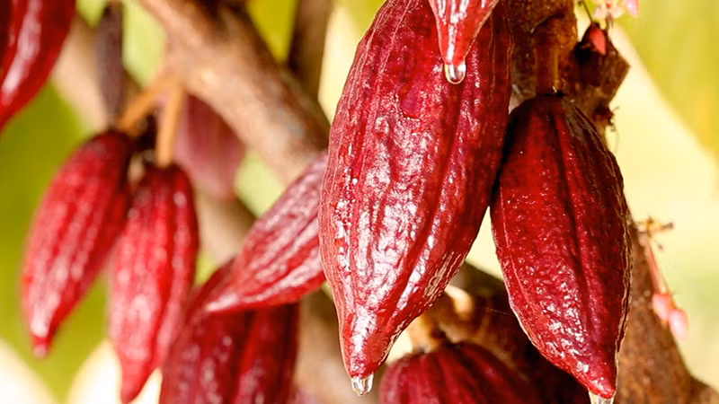 Ảnh minh họa. (Nguồn: Reuters)