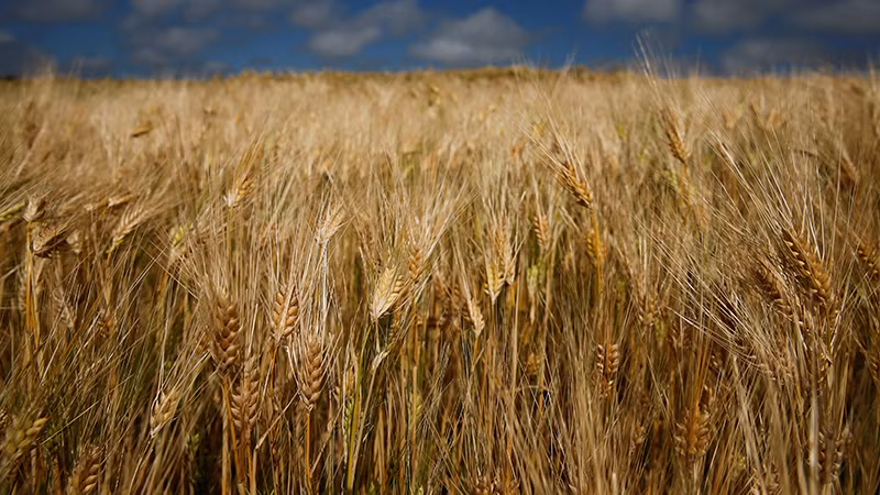 Ảnh minh họa. (Nguồn: Reuters)