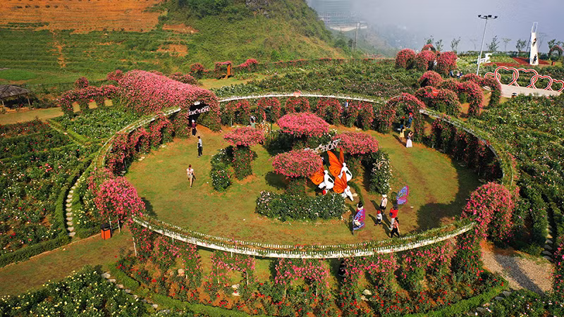 Thung lũng hoa hồng khổng lồ trải dài trên diện tích 50.000m2.