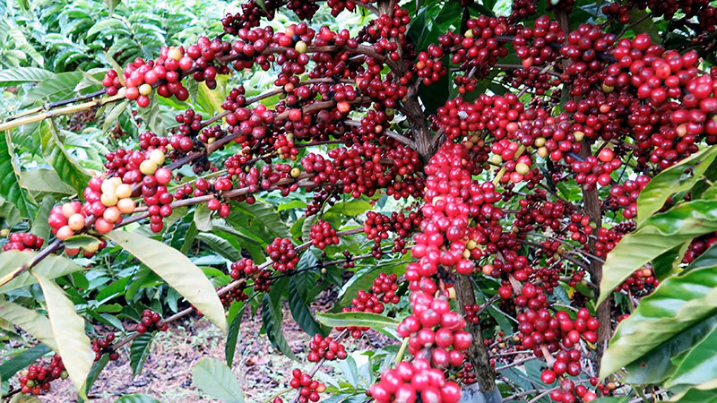 Ảnh minh họa. (Nguồn: Reuters)