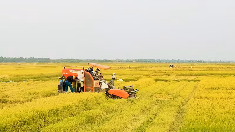 Nông dân huyện Quảng Ninh, Quảng Bình thu hoạch lúa đông xuân.