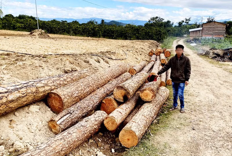 Cơ quan chức năng phát hiện 99 lóng gỗ thông không rõ nguồn gốc.