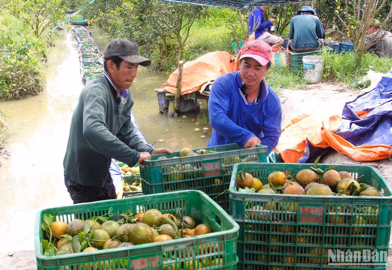 Nông dân huyện Trà Ôn, Vĩnh Long thu hoạch cam sáng 14/2.
