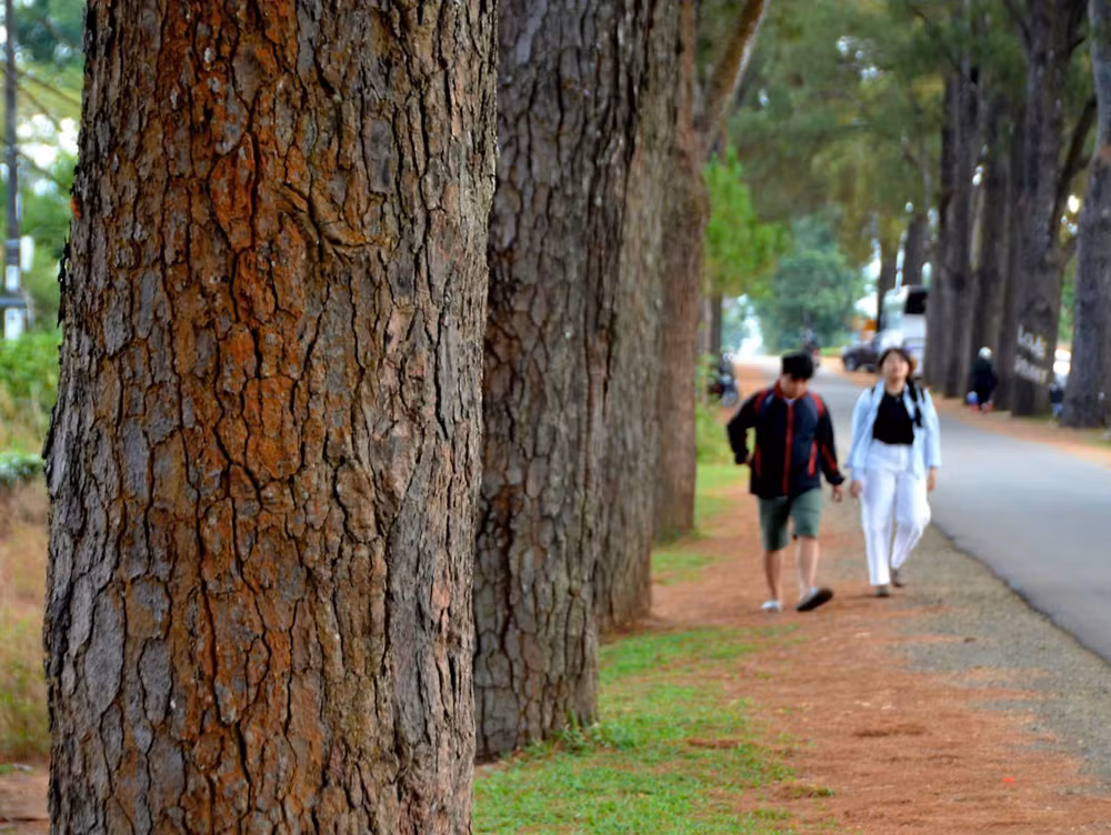 [Ảnh] Hàng thông trăm tuổi – một điểm đến hấp dẫn du khách tại Gia Lai ảnh 3