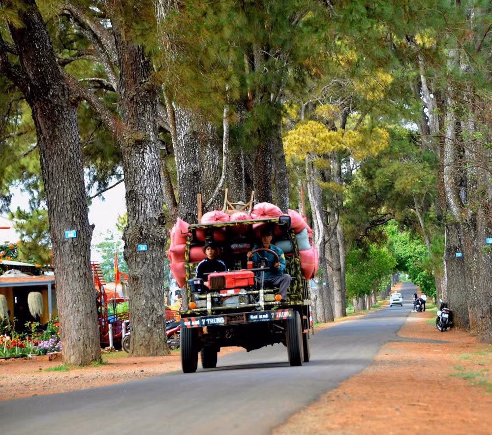 [Ảnh] Hàng thông trăm tuổi – một điểm đến hấp dẫn du khách tại Gia Lai ảnh 7
