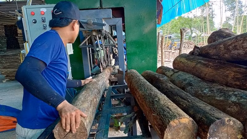 Con Cuông cần nhiều xưởng chế biến keo.