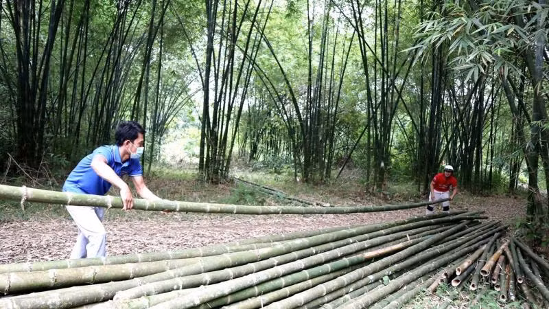 Thu hoạch tre, mét ở Bình Chuẩn (Con Cuông).