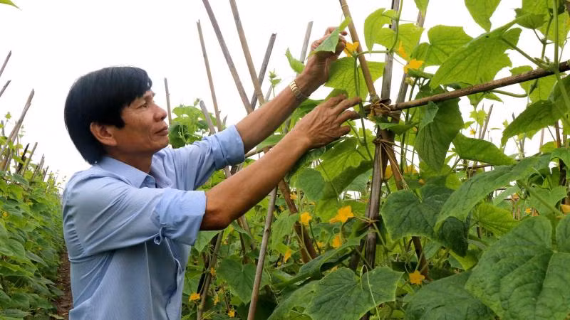 Hội viên Hợp tác xã sản xuất nông sản an toàn thôn Liên Ấp, xã Việt Đoàn, huyện Tiên Du, tỉnh Bắc Ninh chăm sóc rau.